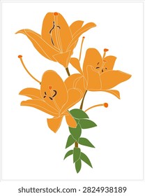 Lily pattern on white and colored background.