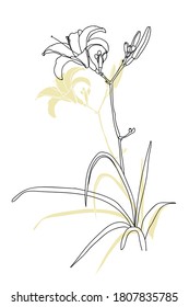 lily  pattern.Graphic image on white background.