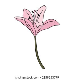 Icono de flor simple de color lirio. Patrón botánico para tarjetas e invitaciones