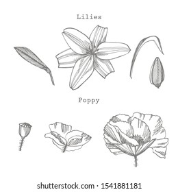 Lily and Poppy flowers. Botanical illustration. Good for cosmetics, medicine, treating, aromatherapy, nursing, package design, field bouquet Hand drawn wild hay flowers.