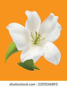 Lily realistic illustration flower 3D design