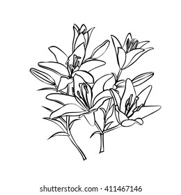 Lily sketch. Black outline on white background. Vector illustration.
