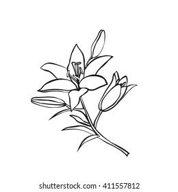 Lily sketch. Black outline on white background. Vector illustration.