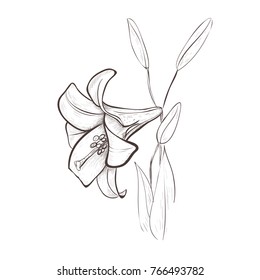 Hummingbirds Lilies Colibri Flowers Sketch Vector Stock Vector (Royalty ...