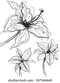 Lily sketches