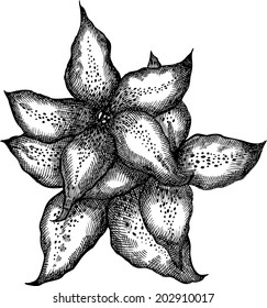 lily, tiger lily ,flower