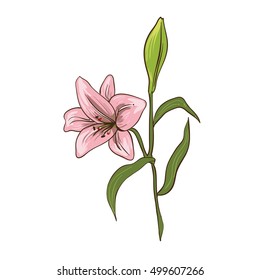 Lily Traditional Flowers Bouquet Realistic Vector Stock Vector (Royalty ...