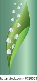 Lily of the valley
