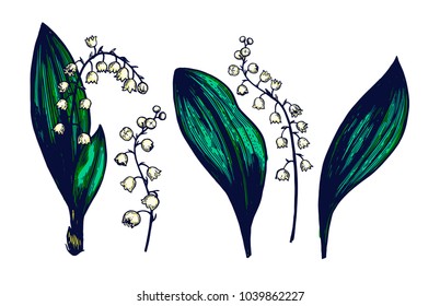 Lily of the valley big set. Hand drawn Isolated vector. Botanical illustration. Universal templates for invitation or packaging. Engraving