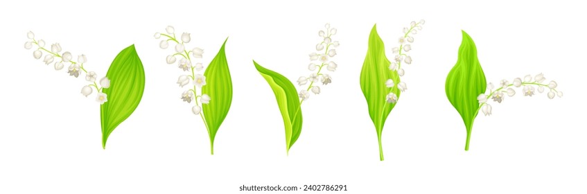 Lily of the Valley Blooming Flower on Stem with Green Leaf Vector Set