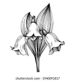 Lily of the valley by hand drawing. May-lily floral logo or tattoo highly detailed in line art style concept. Black and white clip art isolated. Antique vintage engraving illustration for emblem.