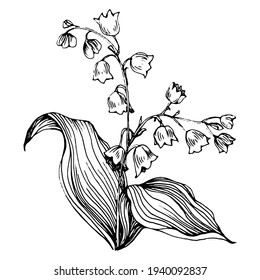 Lily of the valley by hand drawing. May-lily floral logo or tattoo highly detailed in line art style concept. Black and white clip art isolated. Antique vintage engraving illustration for emblem.