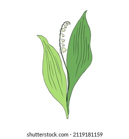 Lily of the valley, Convallaria flower, colorful muguet isolated on white background botanical hand drawn sketch vector doodle illustration for design package cosmetic, greeting card, wedding invite