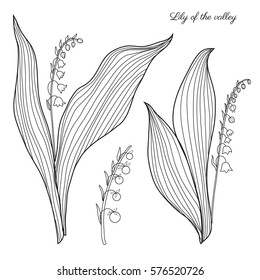 Lily of the valley, Convallaria flower, muguet isolated on white background botanical hand drawn sketch vector doodle illustration for design package cosmetic, medicine, greeting card, wedding invite
