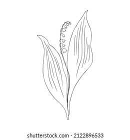 Lily of the valley, Convallaria flower, outline muguet isolated on white background botanical hand drawn sketch vector doodle illustration for design package cosmetic, greeting card, wedding invite