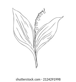 Lily of the valley, Convallaria flower, outline muguet isolated on white background botanical hand drawn sketch vector doodle illustration for design package cosmetic, greeting card, wedding invite