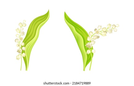 Lily of the Valley, Convallaria Majalis, flowering plant with leaves and flowers vector illustration