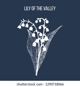 Lily of the valley (Convallaria majalis), medicinal plant. Hand drawn botanical vector illustration