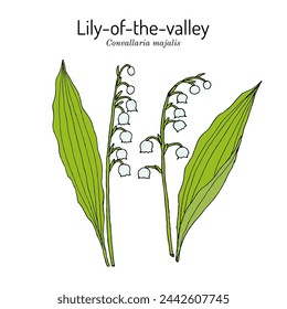 Lily of the valley (Convallaria majalis), ornamental and medicinal plant. Hand drawn botanical vector illustration