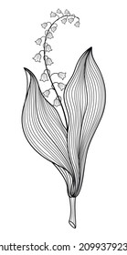 Lily of the valley drawing. Realistic image of a lily of the valley. Vector illustration. Isolate on a white background.