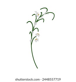 Lily of valley flower. Beautiful flower for making summer and spring meadow  designs. Vector illustration.