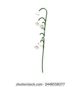 Lily of valley flower. Beautiful flower for making summer and spring meadow  designs. Vector illustration.