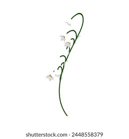 Lily of valley flower. Beautiful flower for making summer and spring meadow  designs. Vector illustration.