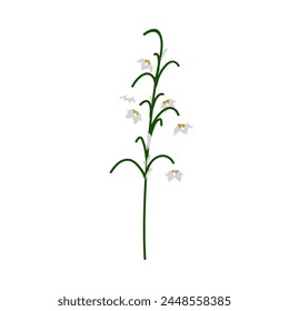 Lily of valley flower. Beautiful flower for making summer and spring meadow  designs. Vector illustration.