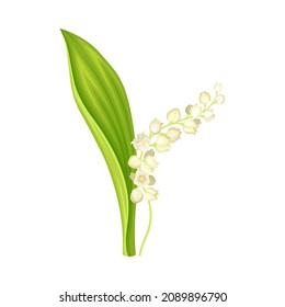 Lily of the valley flower. Beautiful may lily spring plant vector illustration