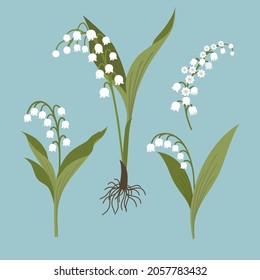 Lily of the valley flower. Botanical illustration. Flat design.