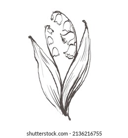 Lily Of The Valley Flower Drawing Illustration. Black And White With Line Art On White Backgrounds