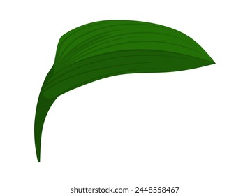 Lily of valley flower leaf. Beautiful flower for making summer and spring meadow  designs. Vector illustration.