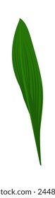 Lily of valley flower leaf. Beautiful flower for making summer and spring meadow  designs. Vector illustration.