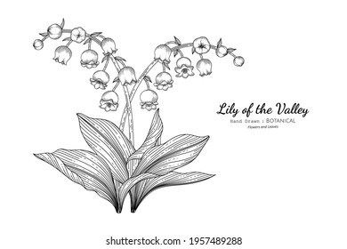 Lily of the valley tattoo sketch