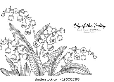 Lily of the valley flower and leaf hand drawn botanical illustration with line art.