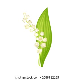 Lily of the valley flower. May lily fresh plant, symbol of spring vector illustration