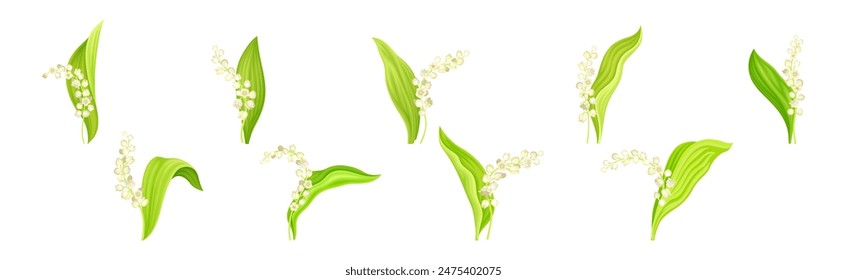 Lily of the Valley Flower on Green Stem with Leaf Vector Set
