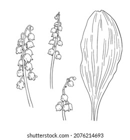 Lily of the valley flower sketch. Hand drawn vector illustration.