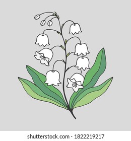Lily of the valley flower. Vector stock illustration eps10.