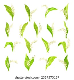 Lily of the Valley Flowering Spring Plant Big Vector Set