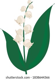 Lily of the valley flowers