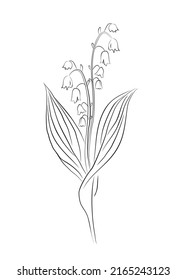 Lily of the valley flowers line art vector illustration. Monochrome hand drawn black ink sketch isolated on white background.