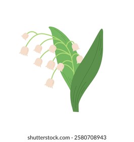 Lily of the valley  flowers on white background. Spring wildflower vector illustration