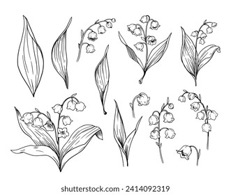 Lily of the valley flowers, set of botanical illustrations, floral objects. Hand drawn vector sketches