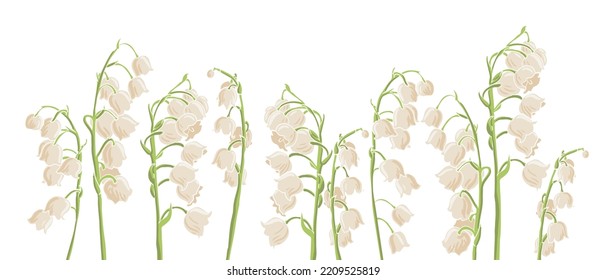 Lilie der Talblumen, Vektorgrafik von Wildpflanzen auf weißem Hintergrund, Blumenwiese, handgezeichnet botanische Illustration