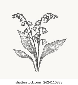 Lily of the valley graphic hand drawn vector illustration. Isolated elements on a background. Ink sketch style design for postcard, packaging, invitation. 
