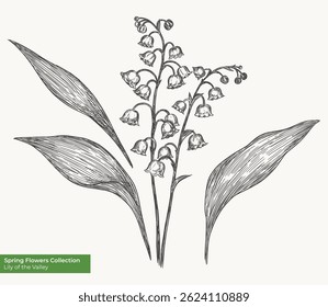 Lírio do vale ilustração gráfica desenhada à mão vetor. Elementos isolados em um fundo. Design de estilo de esboço de tinta para cartão postal, embalagem, convite. 