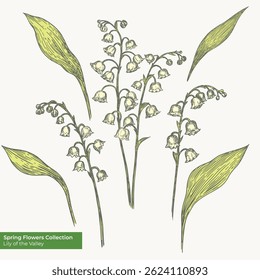 Lírio do vale ilustração gráfica desenhada à mão vetor. Elementos isolados em um fundo. Design de estilo de esboço de tinta para cartão postal, embalagem, convite. 