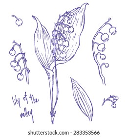 lily of the valley - hand drawing vector illustrations set