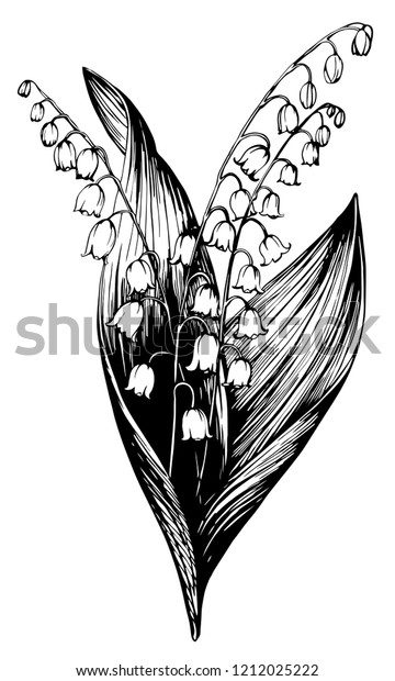Lily Valley Hand Drawn Botanical Illustration Stock Vector (Royalty ...